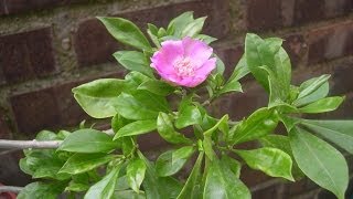 The Plant Traveller Pereskia Quisqueyana  Bayahibe Rose [upl. by Nwahsat147]