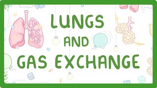 GCSE Biology  Gas Exchange and Lungs 26 [upl. by Rostand684]