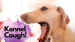 Kennel Cough What it sounds like and how a veterinarian will treat kennel cough [upl. by Ruggiero]