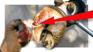 PEELING ROTTEN INFECTED TISSUE from a COWS FOOT [upl. by Rainer]