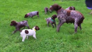 German Shorthaired Pointer Puppies For Sale [upl. by Allanson]