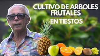 Como Cultivar Arboles Frutales en Tiestos [upl. by Rednasyl56]