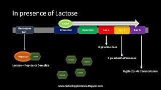 Lac Operon  Gene Regulation in Ecoli Prokaryotes [upl. by Harpp]