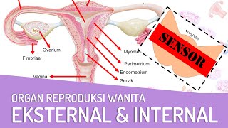 Organ Reproduksi Wanita Eksternal amp Internal dan Fungsinya [upl. by Ajnin]