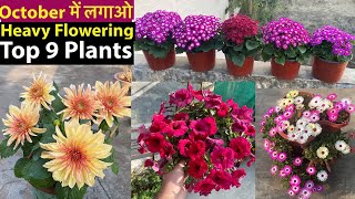 Winter में ये 9 पोधे न लगाये तो क्या लगाया SeptOct Super Heavy Flowering Plants 2023 [upl. by Cissie]