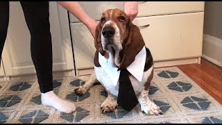 basset getting ready for work [upl. by Jewett186]