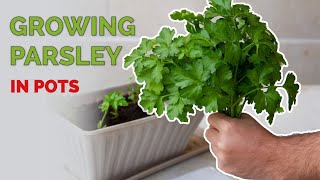 How to Grow Parsley In Pots  Full Guide from Seed to Harvest [upl. by Peregrine]