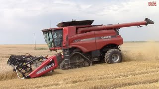 3000 Acre Wheat Field Harvested by CASE IH 9230 Combines [upl. by Magulac736]