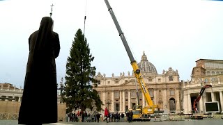 Hochsaison im Vatikan Weihnachtsbaum auf Petersplatz aufgestellt  AFP [upl. by Trotta515]