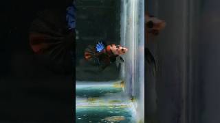 betta fish tank setup fighter fish tank setup candy betta fishaquarium fish guppy [upl. by Orlosky372]