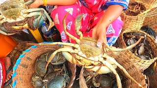 பழவேற்காடு நண்டு 100 ரூபாய் தள்ளுபடி காசிமேடு மீன் மார்கெட்green crab 100rs discount [upl. by Eberle]