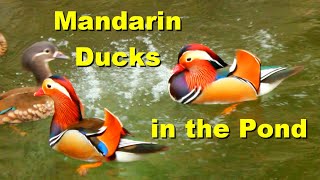 Mandarin Ducks in the Pond [upl. by Robers838]