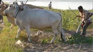 Plowing a field with Oxen driven plow [upl. by Addis]