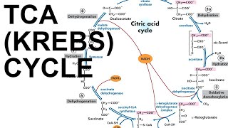 TCACitric Acid Krebs Cycle [upl. by Theodosia]