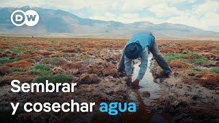 Bofedales en Atacama saber ancestral para la seguridad hídrica [upl. by Courtland]