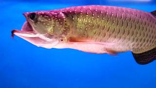 Jardini arowana eating 3 inch flowerhorn [upl. by Chance]