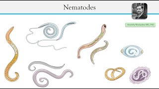 Parasitic roundworms  Nematodes [upl. by Benedicta]