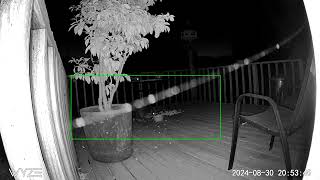 Three raccoons roaming the deck for some peanuts Chunky night kitties in front of Wyze cam [upl. by Warfeld529]