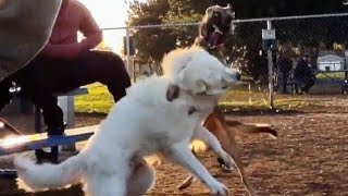 Belgian Malinois vs Great Pyrenees Fight Gets Nasty At Dog Park [upl. by Mis]