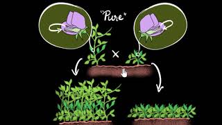 Mendels experiment monohybrid cross  Heredity amp Evolution  Biology  Khan Academy [upl. by Olegnalehcim]