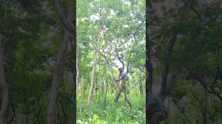 A man walks up on a tree to catch eagle part 01 whatssofunny funniestvideo thestupids birds [upl. by Bedell]