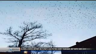 Starlings in flight Murmurations in the sky [upl. by Mort526]