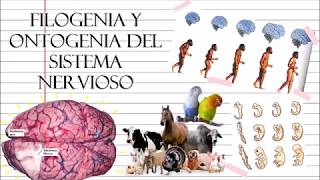 Filogenia y Ontogenia del Sistema Nervioso [upl. by Ais]