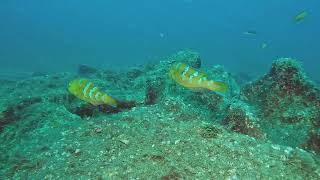 【映像記録】伊豆の沖縄化？ もはや普通種となってきたヒブダイを見る Is this Okinawa Seeing the now common Bluebarred parrotfish [upl. by Merceer975]