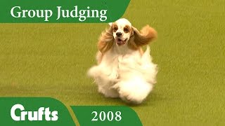 American Cocker Spaniel wins the Gundog Group Judging at Crufts 2008  Crufts Dog Show [upl. by Gael]