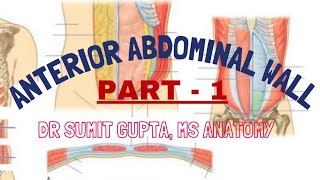 ANTERIOR ABDOMINAL WALL Part1 [upl. by Lashonde118]