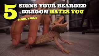 5 More Signs Your Bearded Dragon Hates You 2023 [upl. by Ixela]