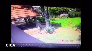 Criminals Break Into A Home In Roodepoort South Africa httpswwwfacebookcomCICACrimeIntel [upl. by Essyla]