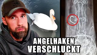 SCHWAN STIRBT DURCH ANGELHAKEN Tiernotruf und Mission Erde retten Küken  Robert Marc Lehmann [upl. by Ednargel]