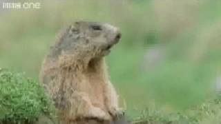 The quotAlan Alan Alanquot Marmot on the BBC [upl. by Angelo]