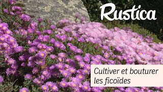 Comment cultiver et bouturer les ficoïdes [upl. by Ahkihs]