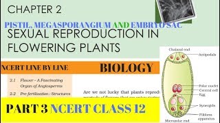 Part3 SEXUAL REPRODUCTION IN FLOWERING PLANTS chapter2 NCERT class 12th biology [upl. by Heater]