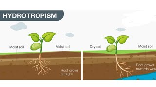 how to draw hydrotropism diagram [upl. by Navarro]