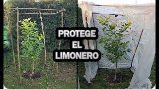 Como Proteger El Limonero De Las Heladas En Invierno O Cualquier Cítrico  La Huertina De Toni [upl. by Anirak]