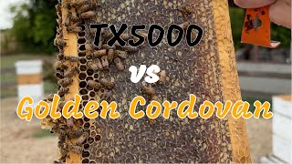 Which is a better bee The TX5000 or Golden Cordovan [upl. by Deborath564]