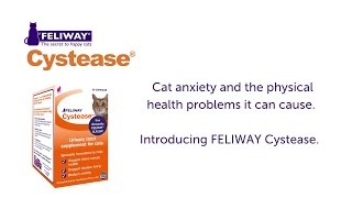 Physcial health problems of cat anxiety  Cat Cystitis [upl. by Schroeder331]