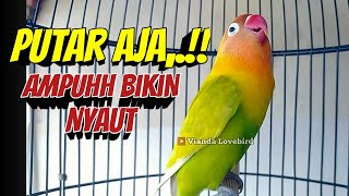 Kalau MAU Bunyi PUTAR AJA Pancingan Lovebird Fighter Ngekek ini Suaranya AMPUH Bikin NYAUT [upl. by Andros]