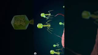 Bacteriophage attacks bacteria [upl. by Korella]