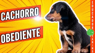 Cómo EDUCAR y ENSEÑAR a un CACHORRO Desde el PRIMER DÍA Rápido y Súper Efectivo [upl. by Yllib416]