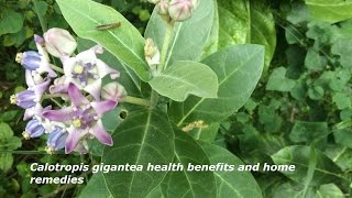 Calotropis gigantea Health Benefits and Home Remedies [upl. by Roter402]