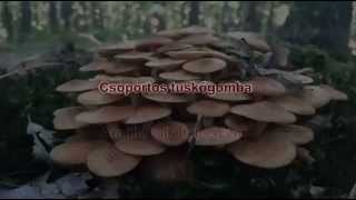 gombavideo Csoportos tuskógomba  Törzsökgomba  Armillaria tabescens  Ringless Honey Fungus [upl. by Clarine610]