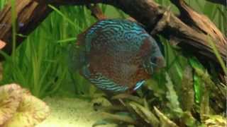 2 m Rena  discus Biotodoma cupido L168 [upl. by Corenda991]