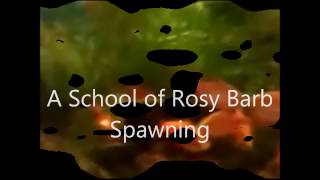 School of Rosy Barb Spawning [upl. by Aeli]