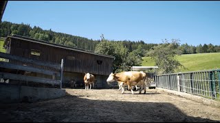 Auslaufstall  ein neues Stallsystem für kleine Milchviehbetriebe [upl. by Lejna]