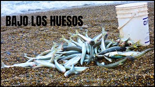 PESCA en BAJO LOS HUESOS  PEJERREY PATAGONICO DE COSTA  ARGENTINA [upl. by Assedo592]