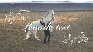 Levade  Academic art of riding  Classical riding [upl. by Mitchiner]